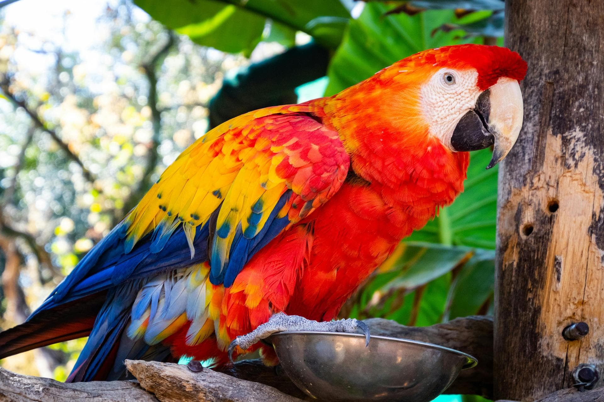 Red parrot with food bowl