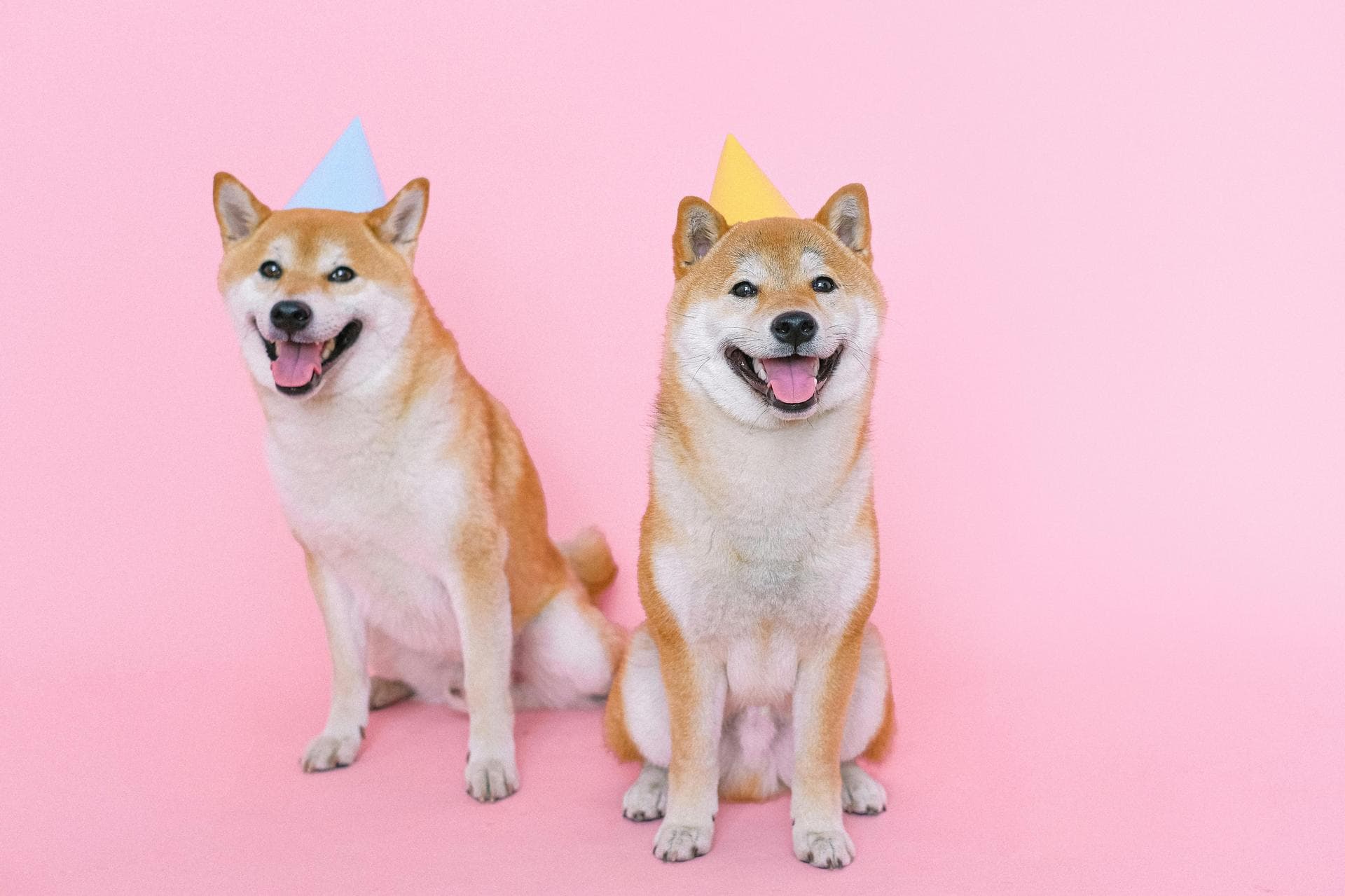 Two shiba inu dogs with party hats on pink background